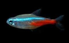 Diamant Neon Tetra - Koidream Valburg, Dieren en Toebehoren, Vissen | Aquariumvissen, Vis, Zoetwatervis