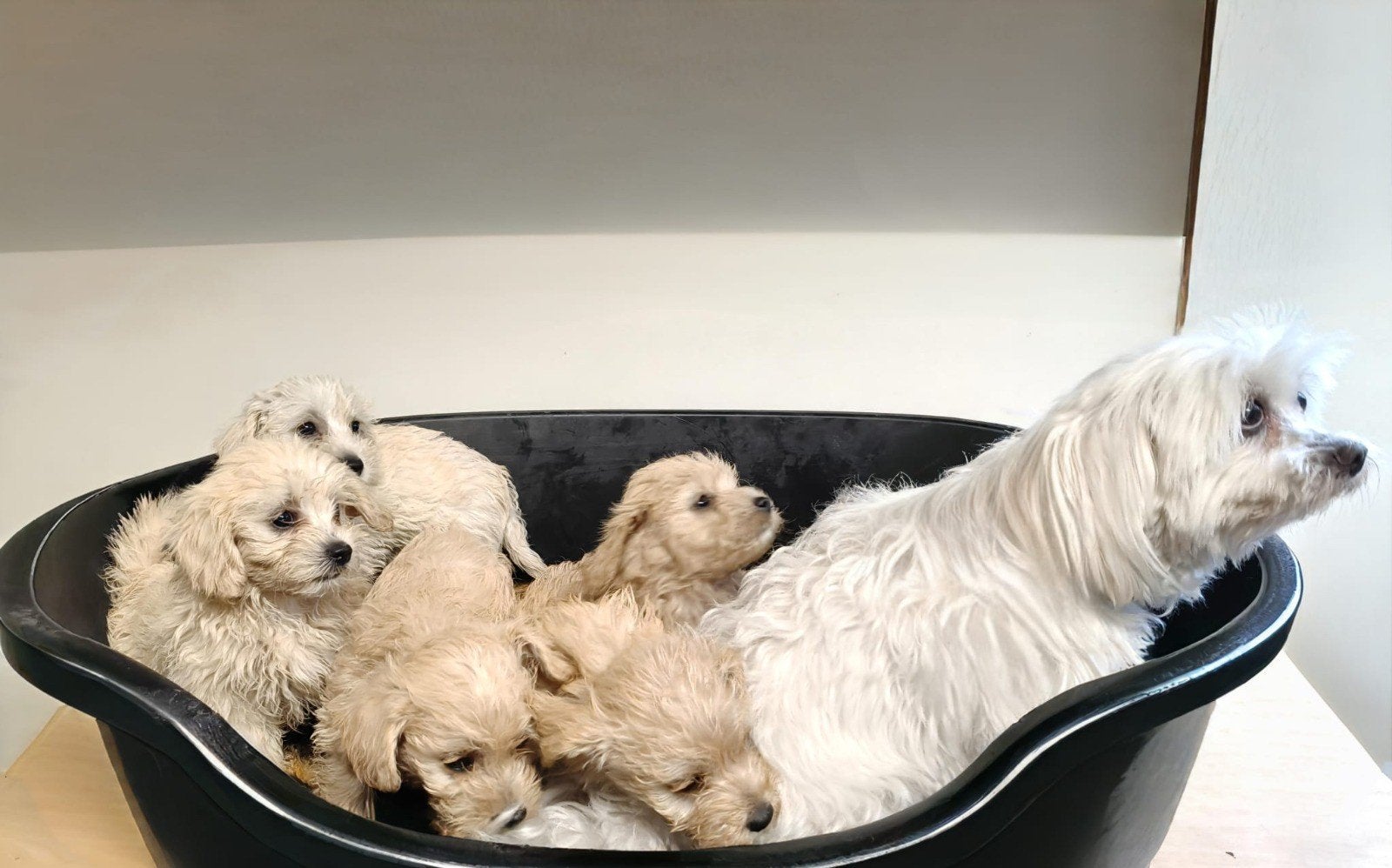 Maltipoo pups te koop, Parvo, 8 tot 15 weken, Meerdere, Meerdere dieren