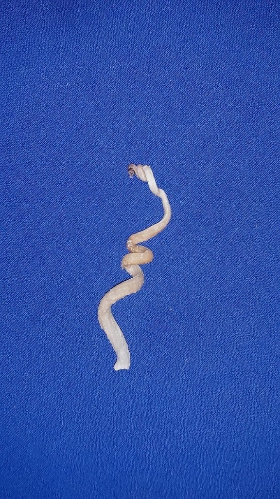 Schelpen, Siliquaria anguina, Ophalen of Verzenden, Schelp(en)