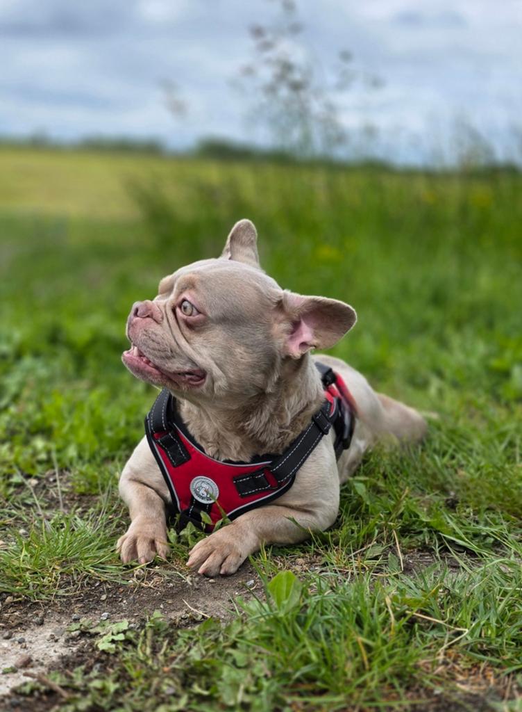 🥰 Super lieve, gave Franse bulldog teef 🥰, Dieren en Toebehoren, Honden | Bulldogs, Pinschers en Molossers, Particulier, Buitenland