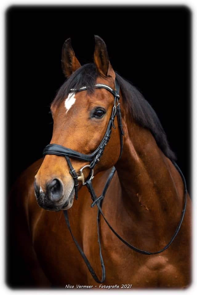 ** verzorgpaard / verzorgster gezocht  in Castricum**, Dieren en Toebehoren, Ophalen, Gebruikt, Recreatie
