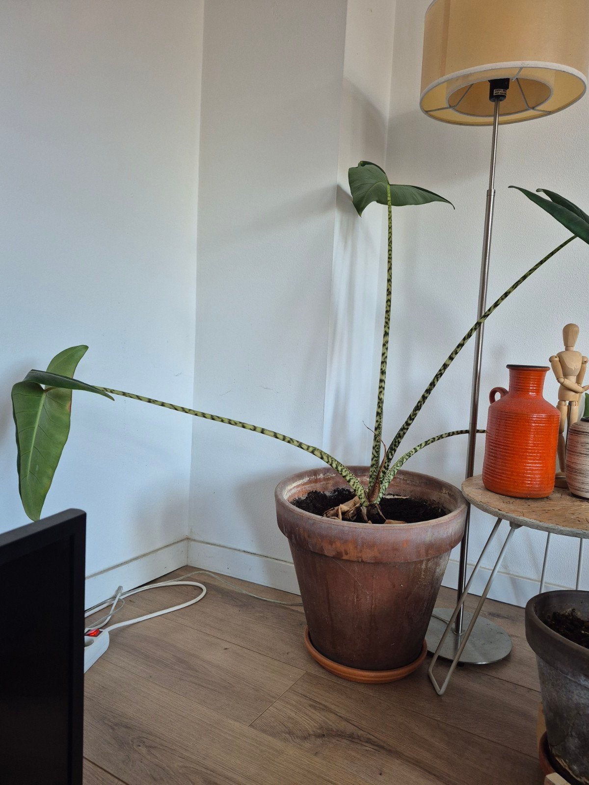 Alocasia Zebrina in terracotta pot, Ophalen, 100 tot 150 cm, Overige soorten, Halfschaduw