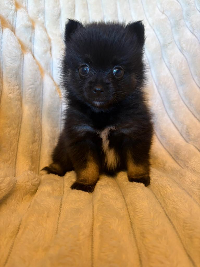 ♥️💛💚🩵💙💜Raszuivere ieniemini pomeriaan pup💚❤️🧡💛💙🤎💕, Dieren en Toebehoren, Honden | Poolhonden, Keeshonden en Oertypen
