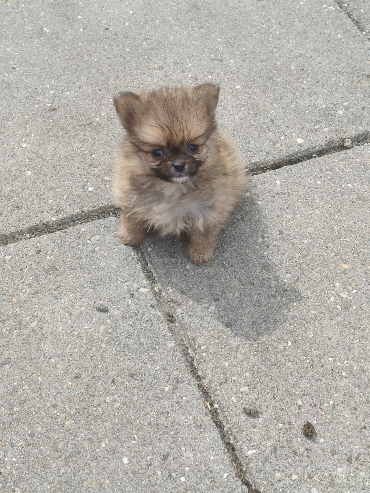 Pomeriaan x chihuahua, Dieren en Toebehoren, Honden | Chihuahua's en Gezelschapshonden, Parvo, Overige rassen, 8 tot 15 weken