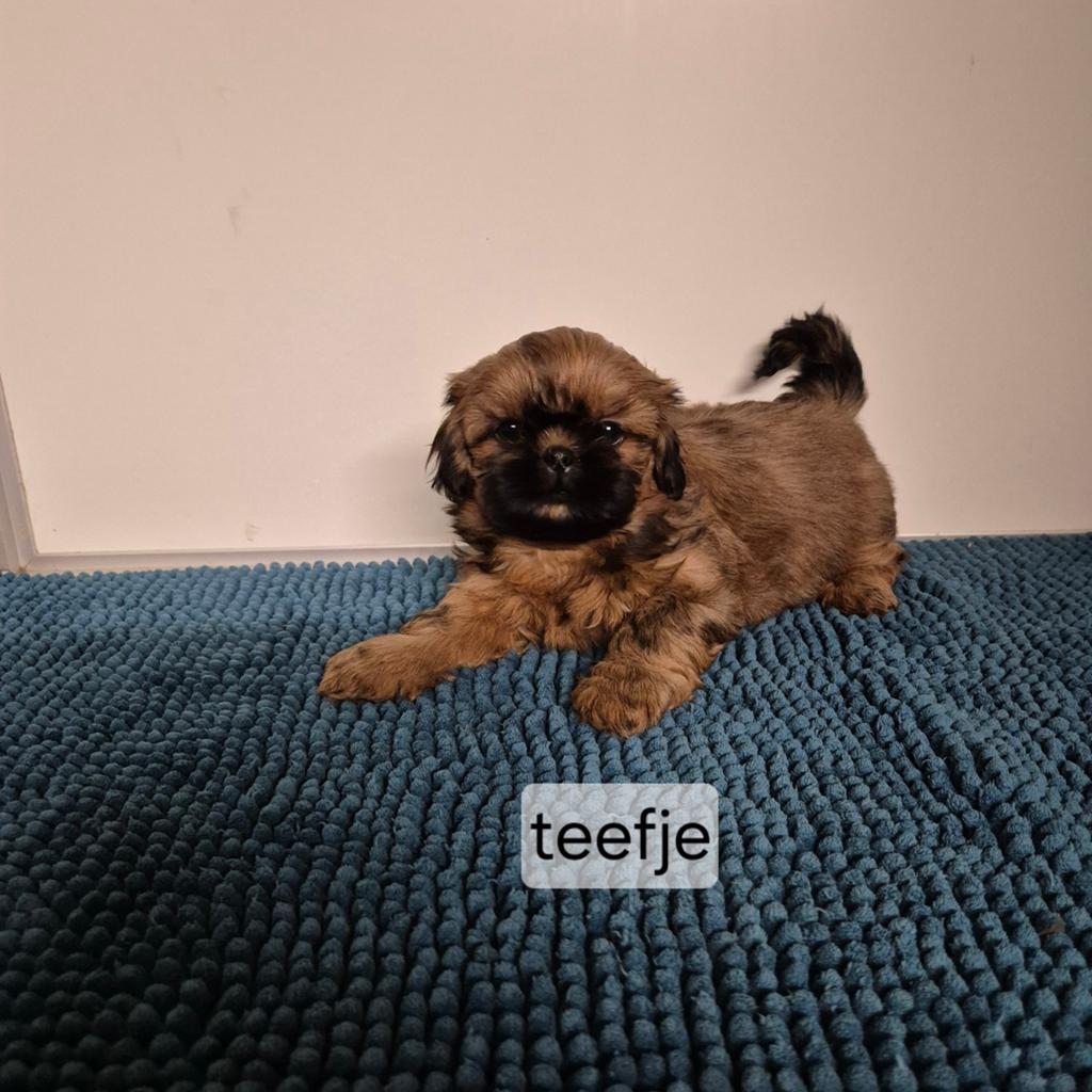 mooie kleinblijvende shih tzu pups, Dieren en Toebehoren, Honden | Chihuahua's en Gezelschapshonden, Overige rassen, 8 tot 15 weken