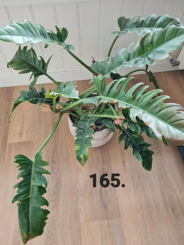 Philodendron narrow op hydrocultuur, prachtige kamerplant, Huis en Inrichting, Kamerplanten, Ophalen, Halfschaduw, Minder dan 100 cm