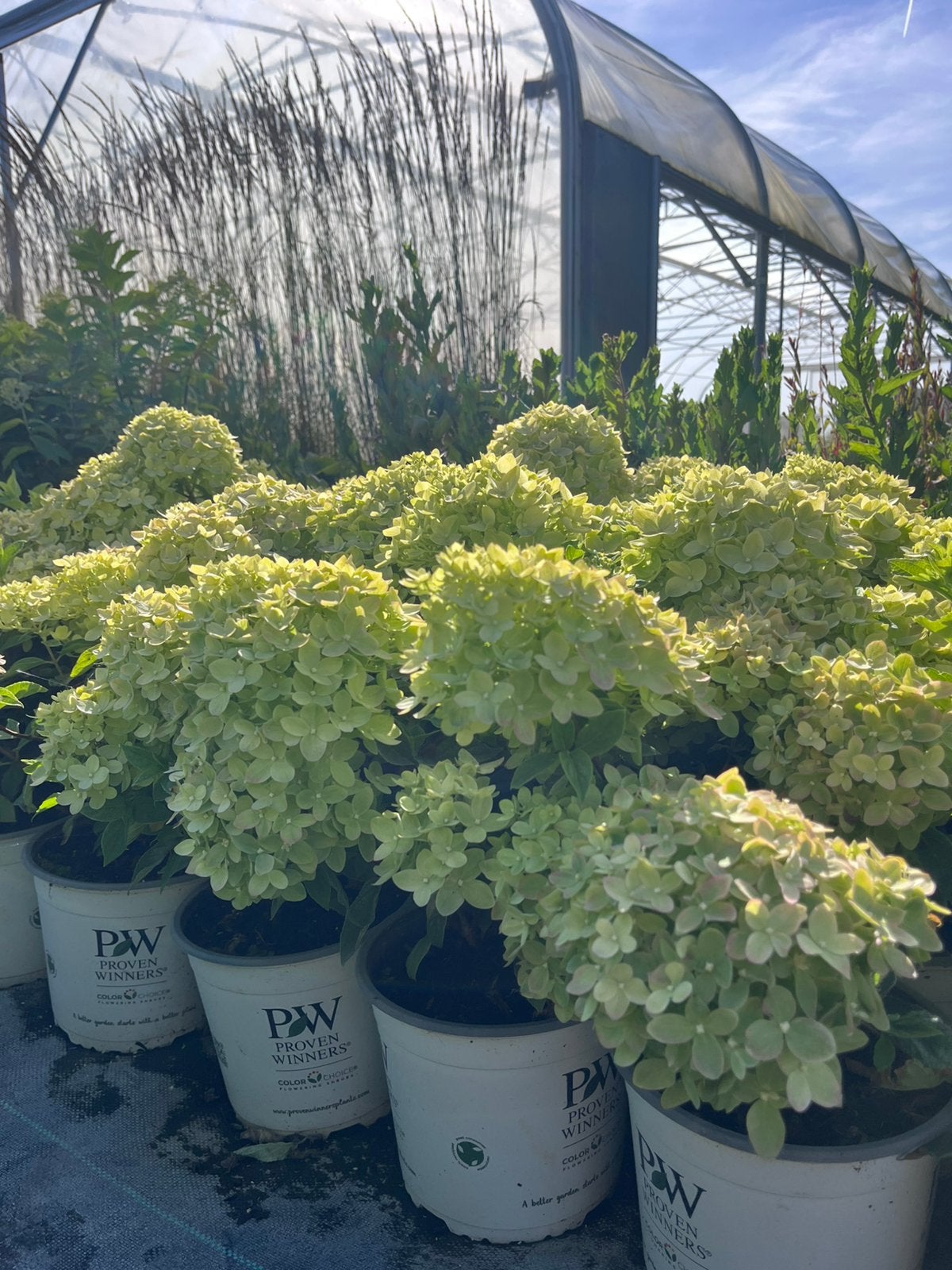 Hydrangea paniculata 'Little Lime' 3 liter pot, Ophalen of Verzenden, Hortensia, Struik, Minder dan 100 cm