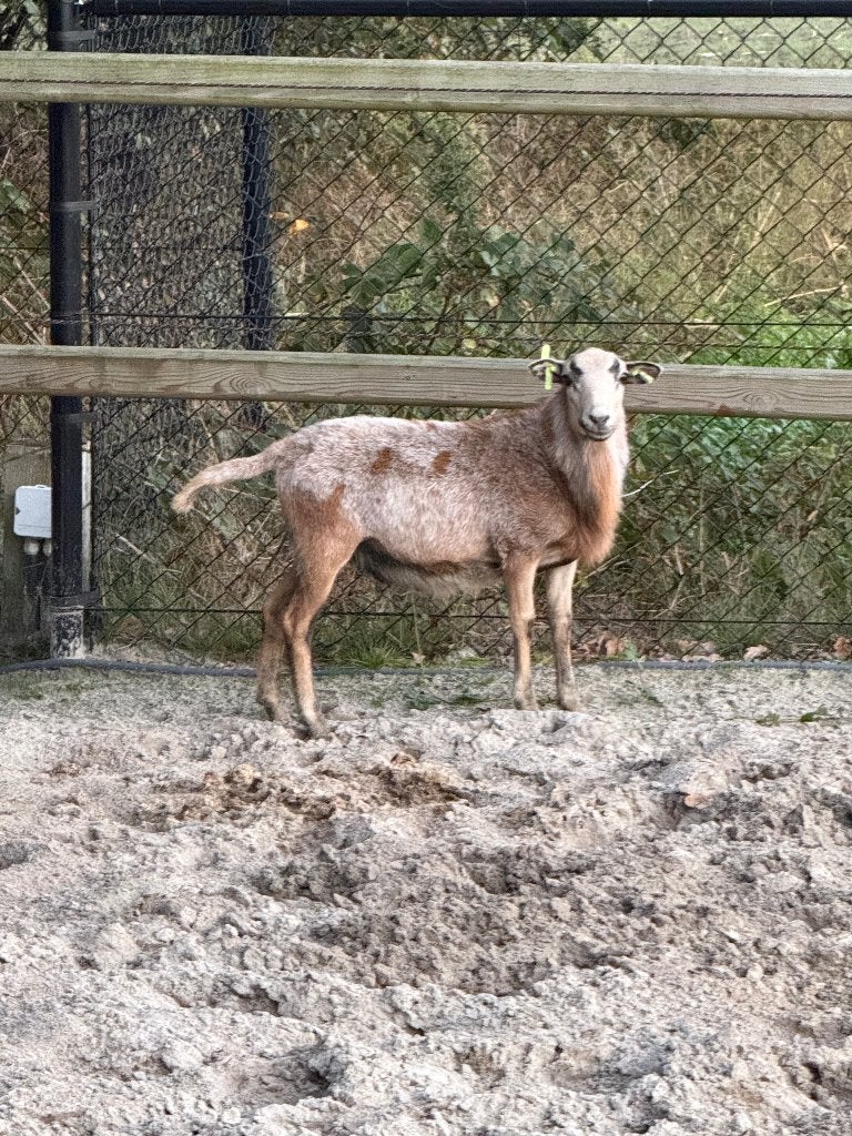 Maasduinen ram, Dieren en Toebehoren, Mannelijk, Schaap, 0 tot 2 jaar