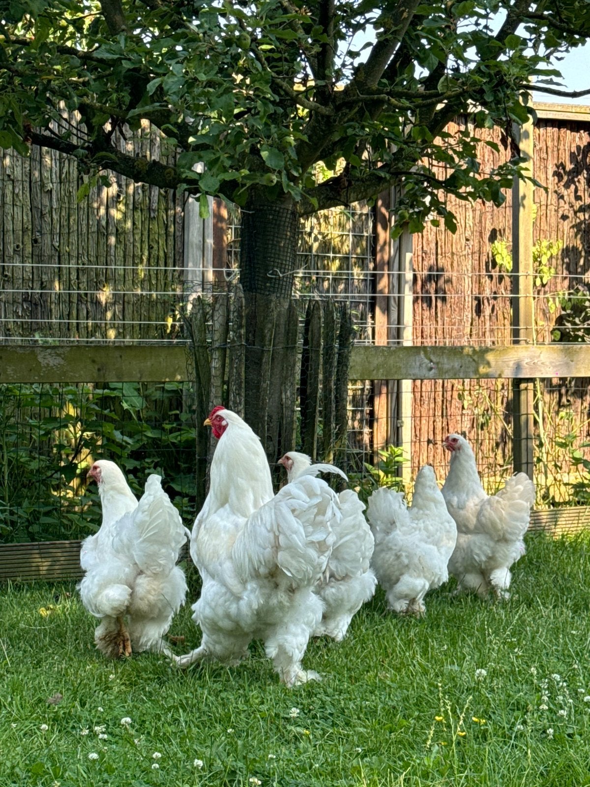 Brahma wit broedeieren, Geslacht onbekend, Kip