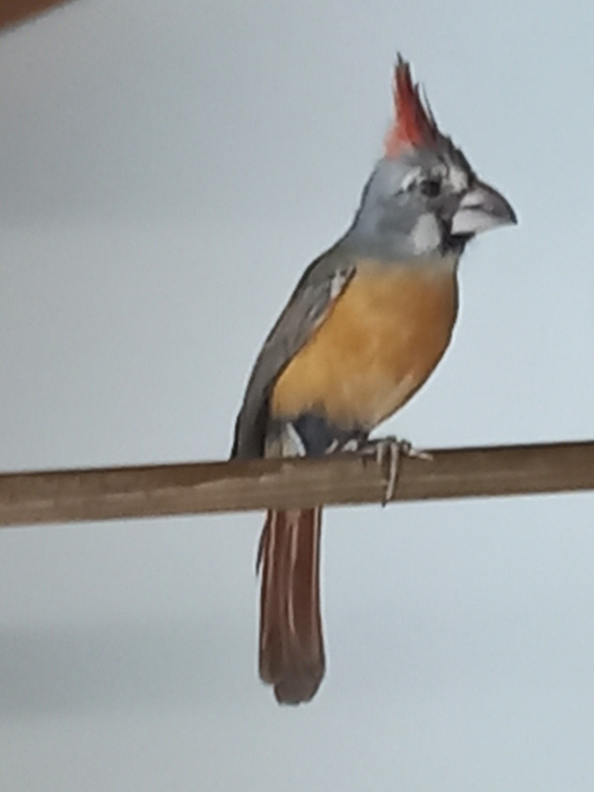 Vermiljoen kardinaal, Dieren en Toebehoren, Vogels | Overige Vogels, Vrouwelijk, Geringd