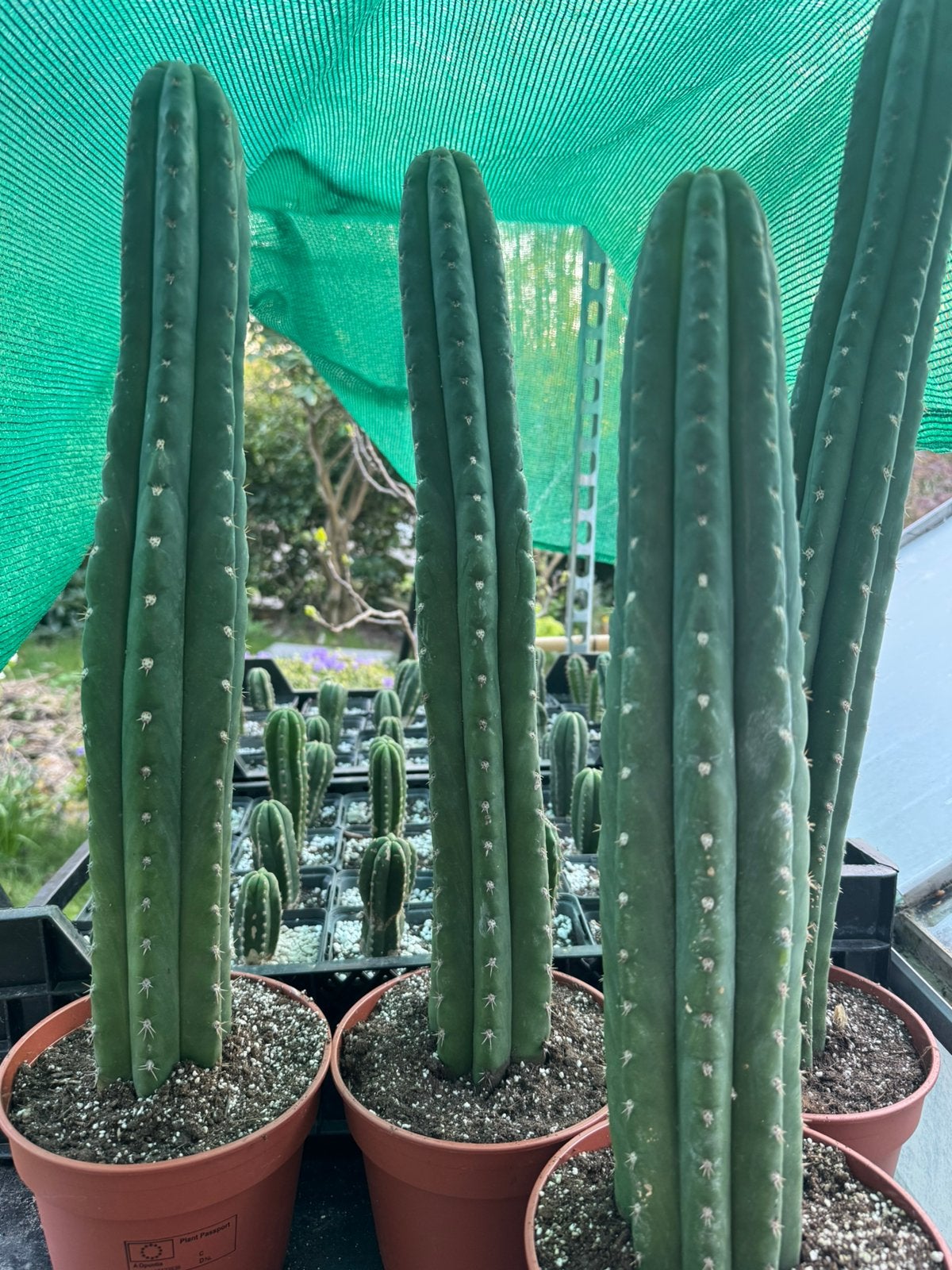 Echte San Pedro (Echinopsis pachanoi), Huis en Inrichting, Ophalen of Verzenden, Volle zon, Minder dan 100 cm