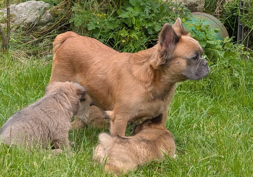 franse bulldog X Chow Chow, frowfrow , french chow, Parvo, Overige rassen, 8 tot 15 weken, Teef
