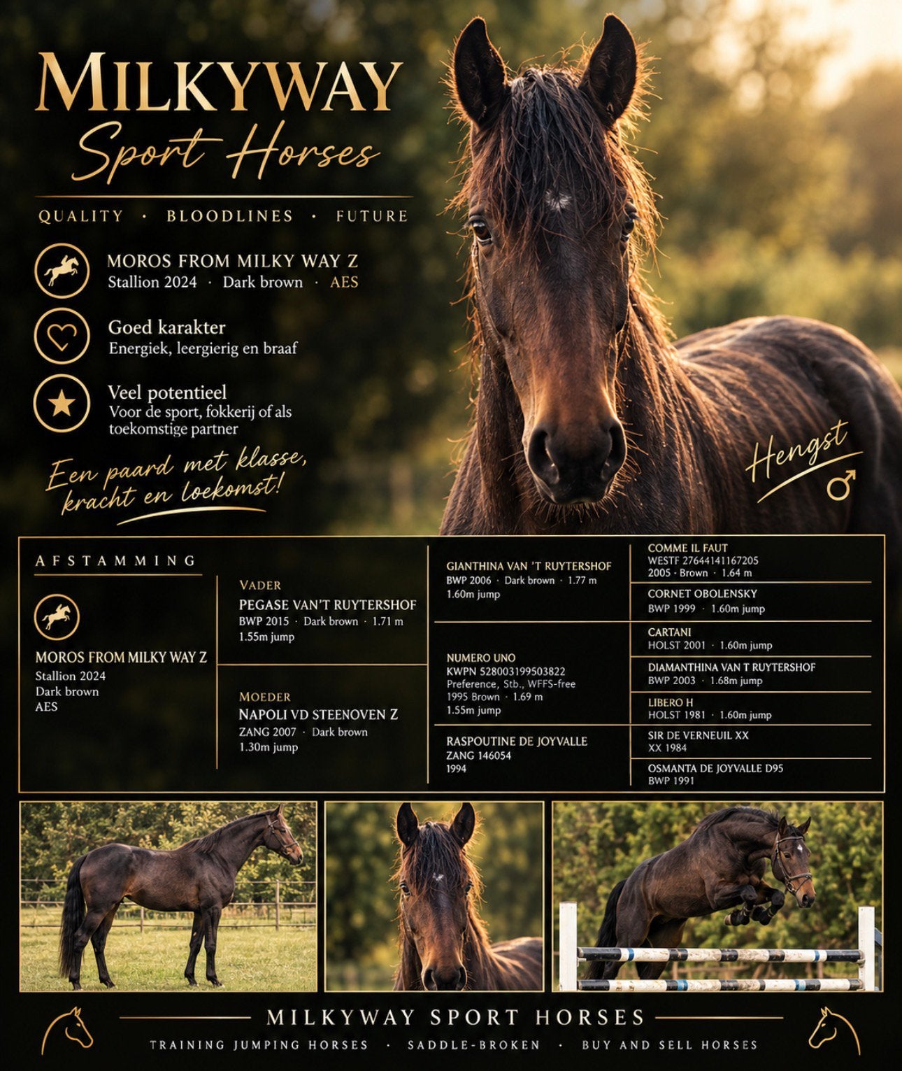 Springpaard, Dieren en Toebehoren, Springpaard, Met stamboom, 0 tot 2 jaar, Hengst