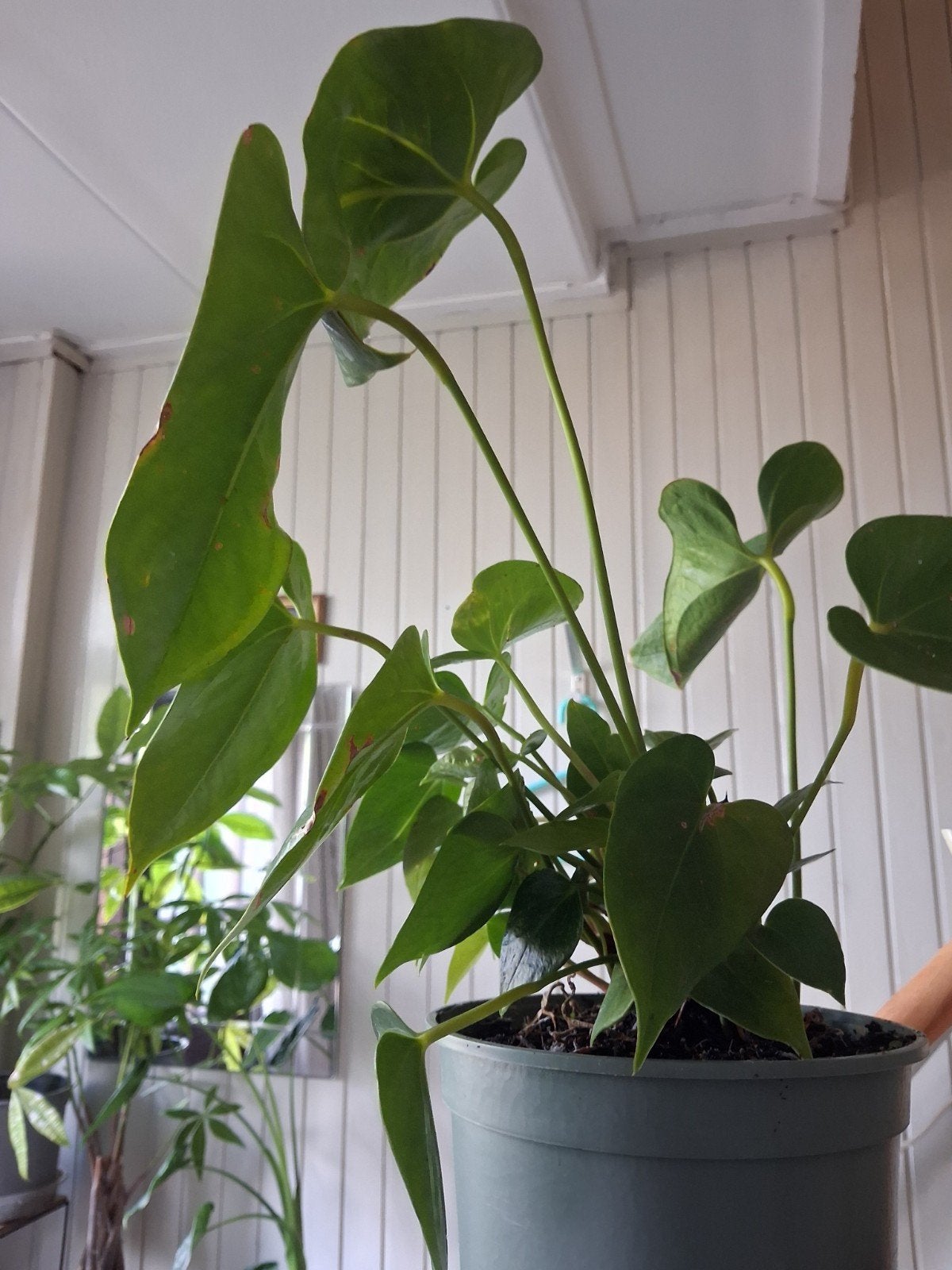 Anthurium, Ophalen, Halfschaduw, Minder dan 100 cm