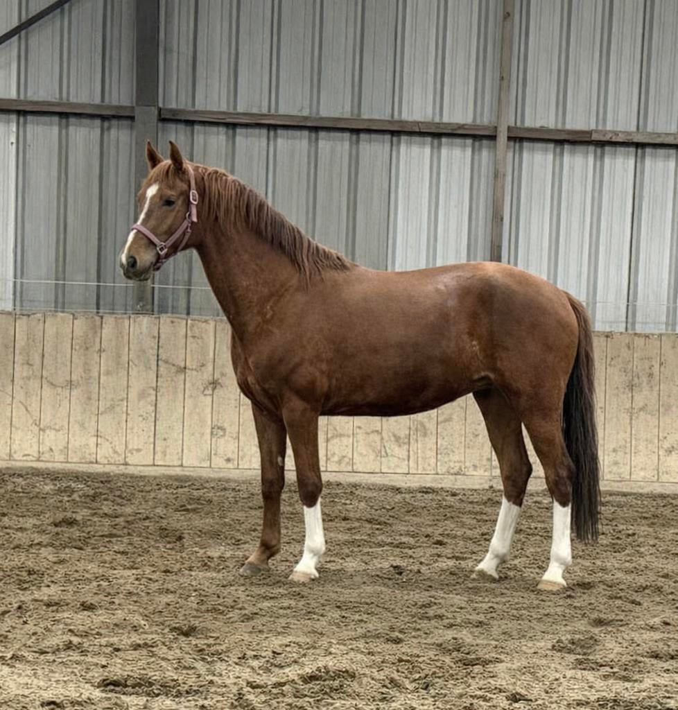 Fijne 3 jarige blue hors Santiano ruin, Dieren en Toebehoren, Paarden, Ruin, Dressuurpaard, 3 tot 6 jaar