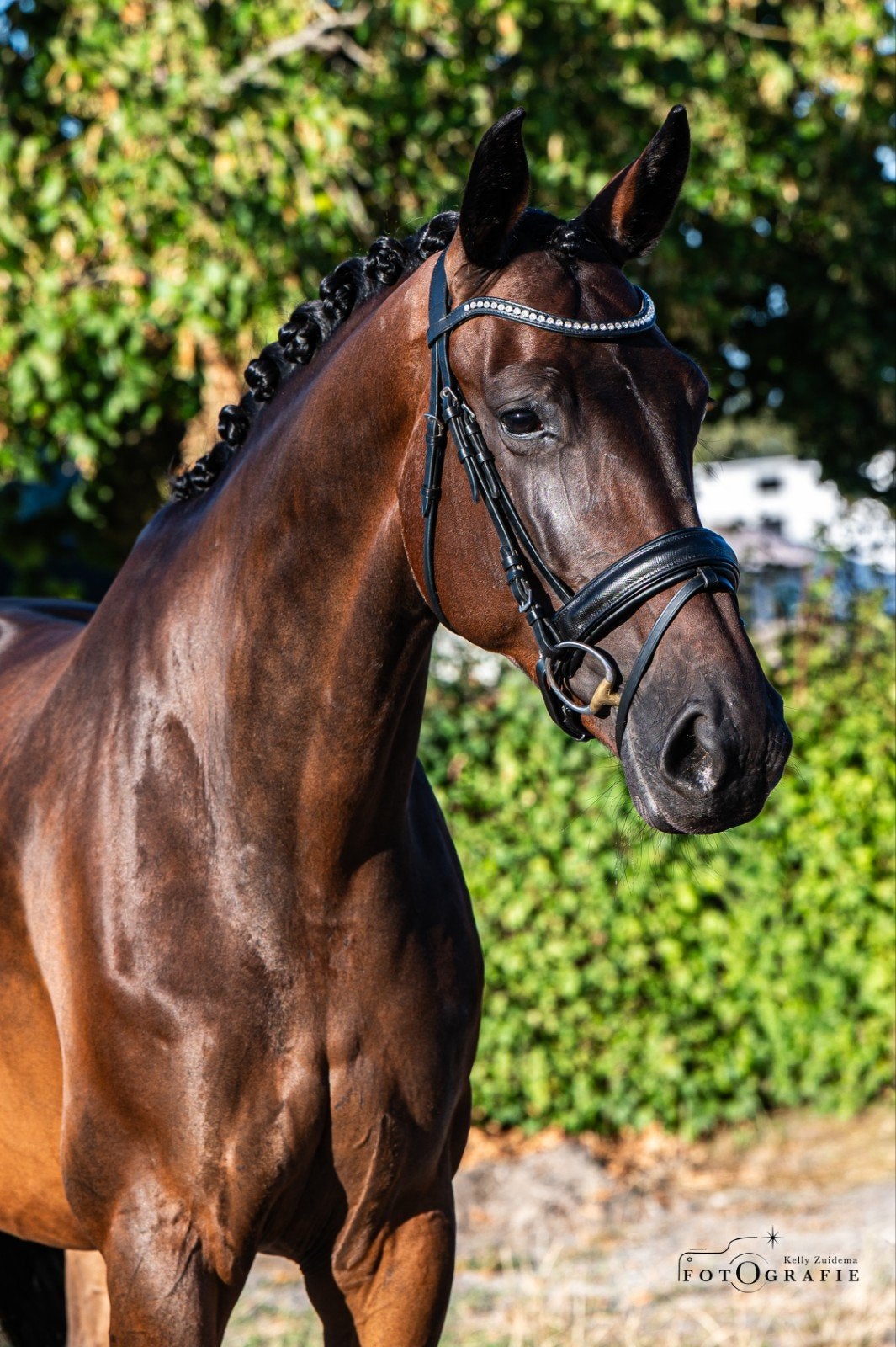 Talentvolle 7-jarige sportmerrie, Dieren en Toebehoren, Merrie, Met stamboom, M, Dressuurpaard