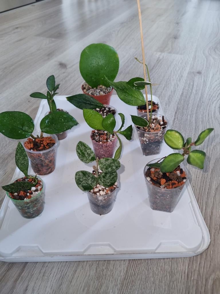 Hoya stekjes pakket 10x voor €25, Huis en Inrichting, Kamerplanten, Ophalen of Verzenden, Halfschaduw, Minder dan 100 cm
