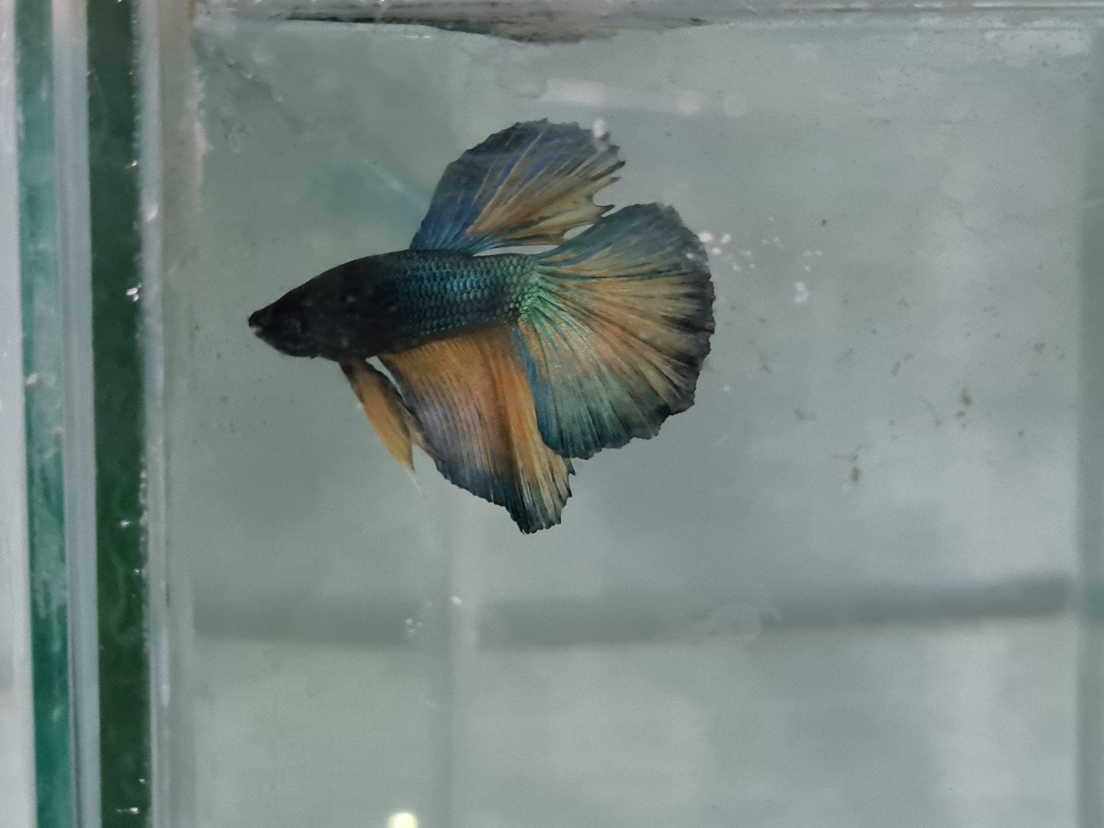 Betta splendens super delta kempvis man, Dieren en Toebehoren, Vis, Zoetwatervis