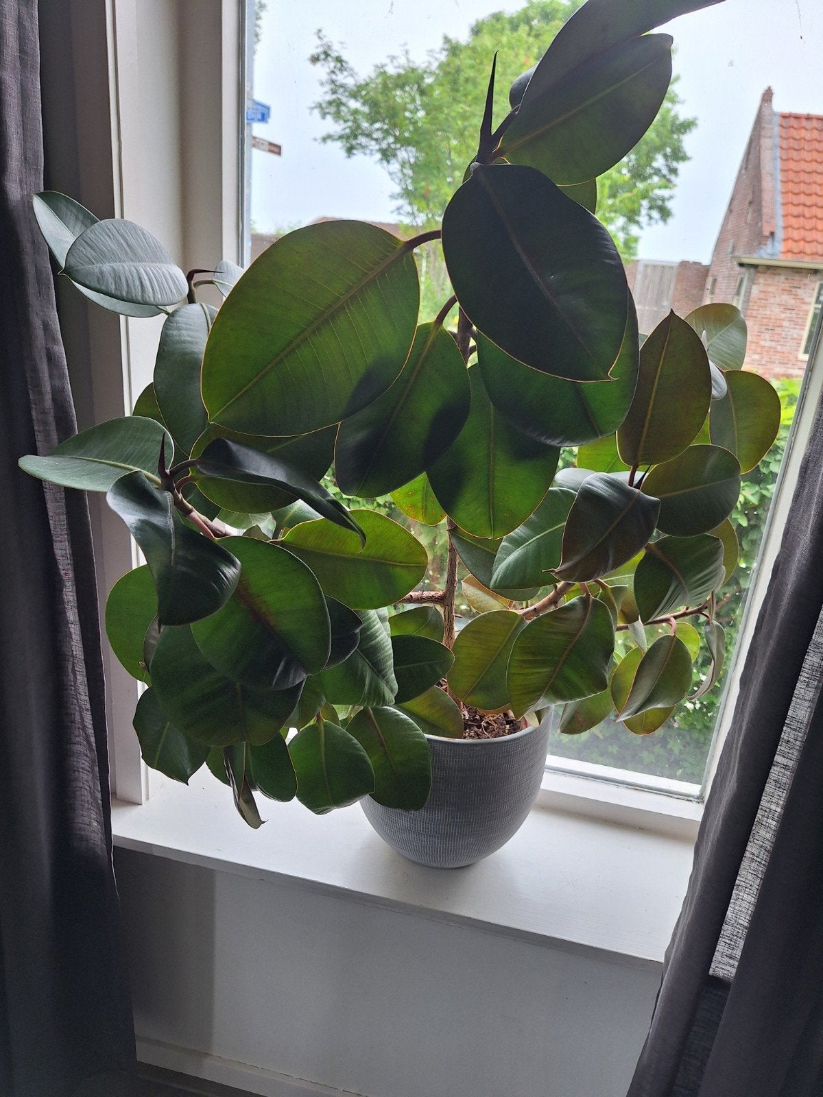 Grote kamerplant rubberplant (Ficus elastica) 2x, Ophalen, Ficus, Halfschaduw, Minder dan 100 cm