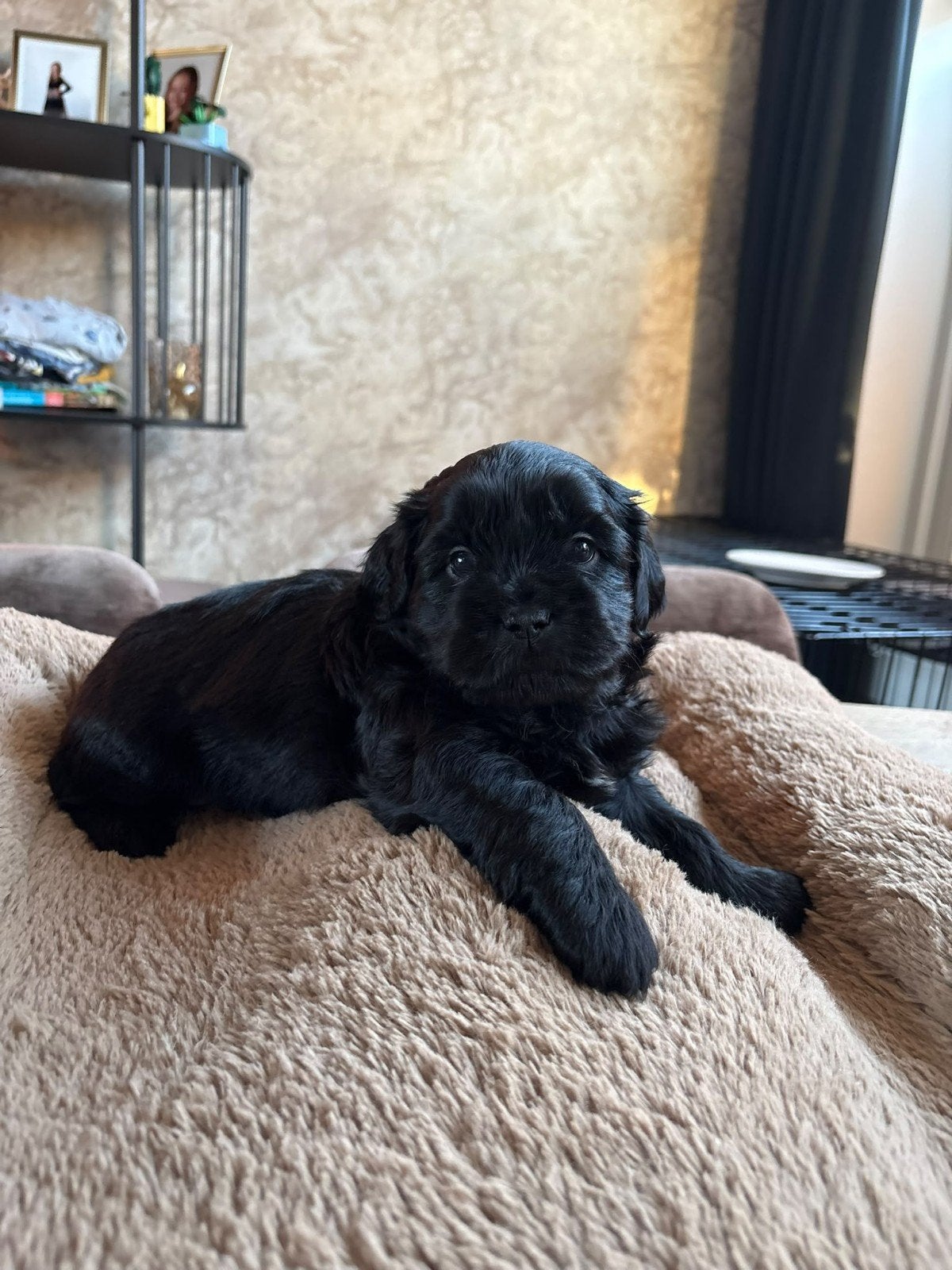 2 puppies, Dieren en Toebehoren, Reu, 8 tot 15 weken, Meerdere, Nederland