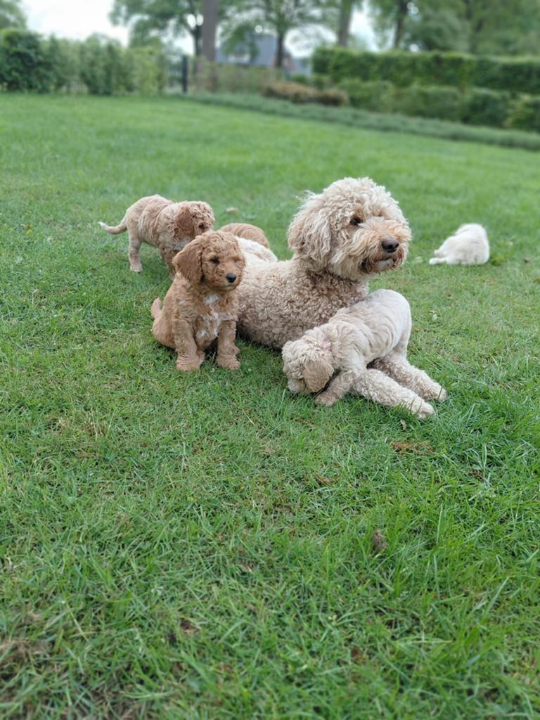 Super mooie sociale labradoodle pups!, Dieren en Toebehoren, Overige rassen, CDV (hondenziekte), Meerdere dieren, Eén hond