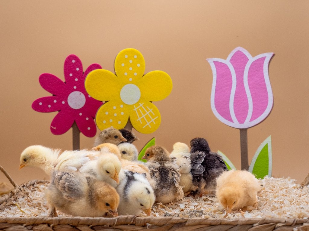 Jonge tamme Cochin kriel kuikens gesekst & ingeënt, Dieren en Toebehoren, Pluimvee, Vrouwelijk, Kip