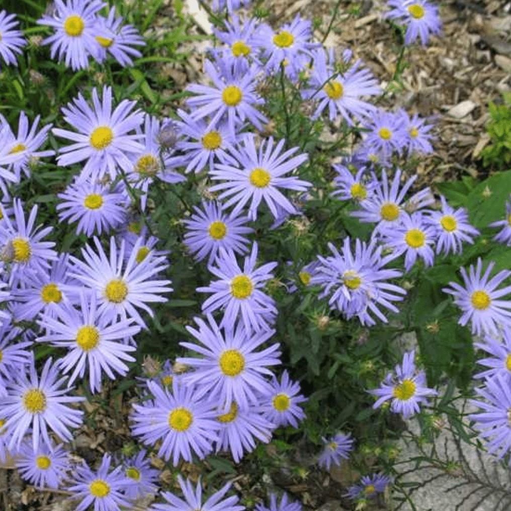 18x zomeraster, Ophalen, Vaste plant, Overige soorten, Volle zon