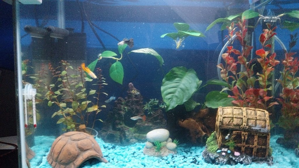 Tropisch Aquarium 45L met verlichting, filter, pomp en meer, Ophalen, Gebruikt, Overige merken, Leeg aquarium