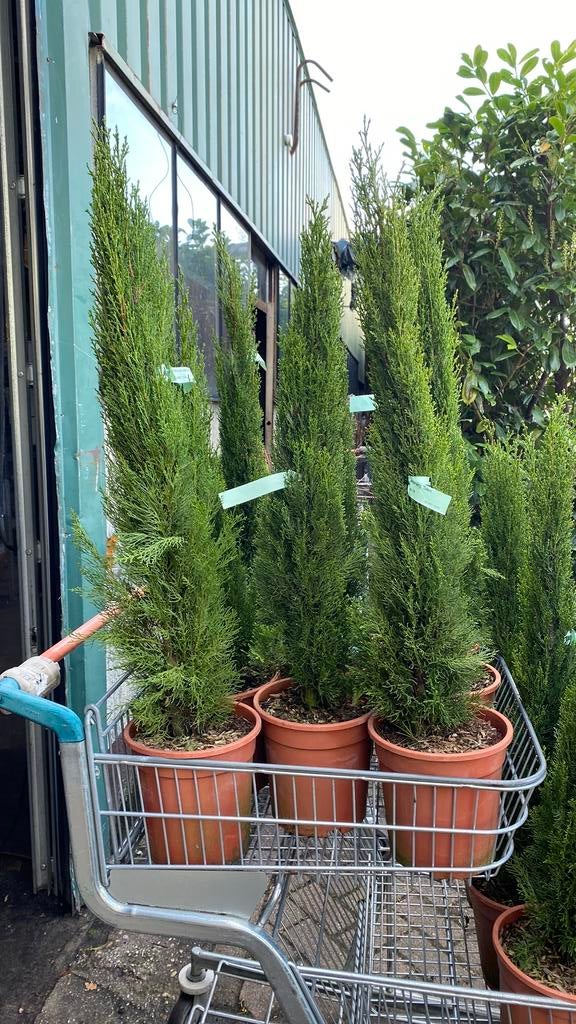 Italiaanse Cipres (Cupressus sempervirens 'Totem'), Volle zon, Vaste plant, Bloeit niet, Ophalen