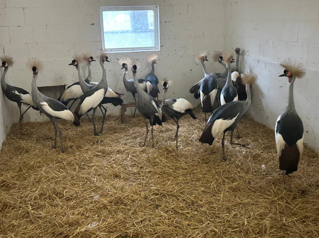 Grijze kroonkraanvogels, Dieren en Toebehoren, Meerdere dieren, Overige soorten