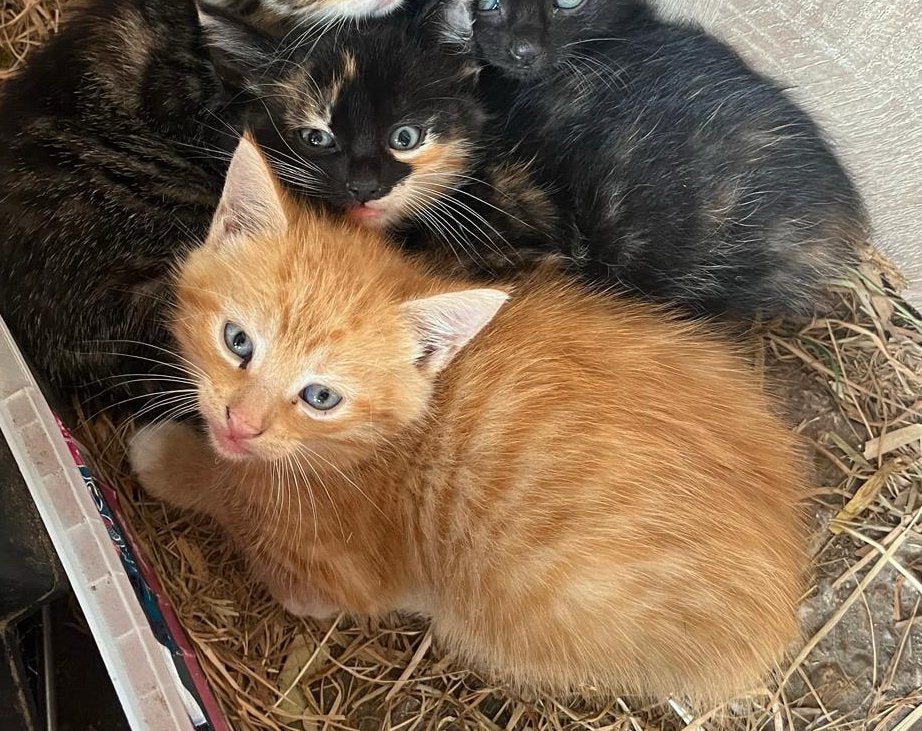 3 lieve boerderijkittens, Meerdere dieren, Kortharig, 0 tot 2 jaar