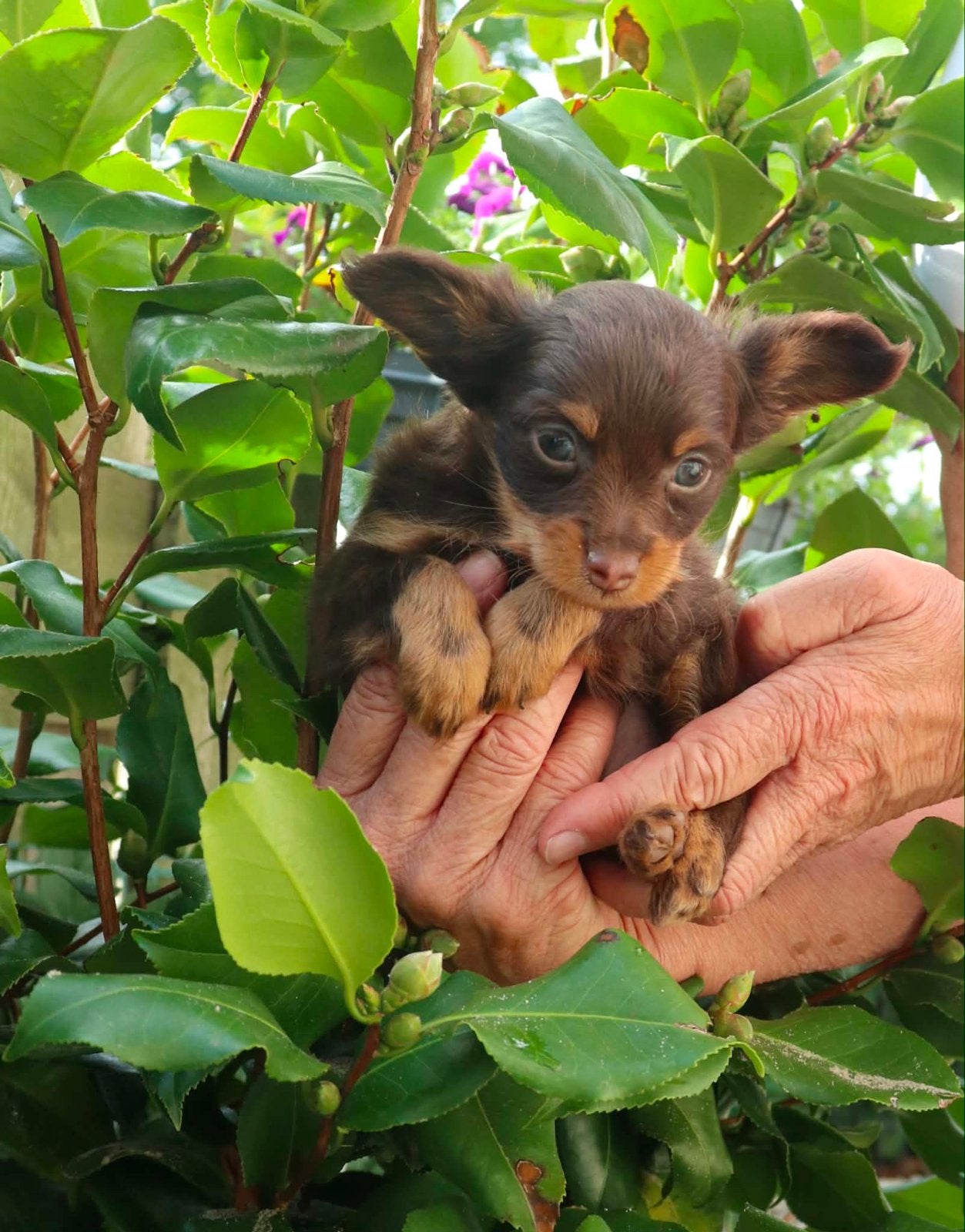 Unieke RusskiyToy pups, Overige rassen, CDV (hondenziekte), 8 tot 15 weken, Meerdere
