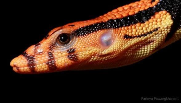 Varanus dumerilii jong paar 1,1, Dieren en Toebehoren, Schildpad, 0 tot 2 jaar