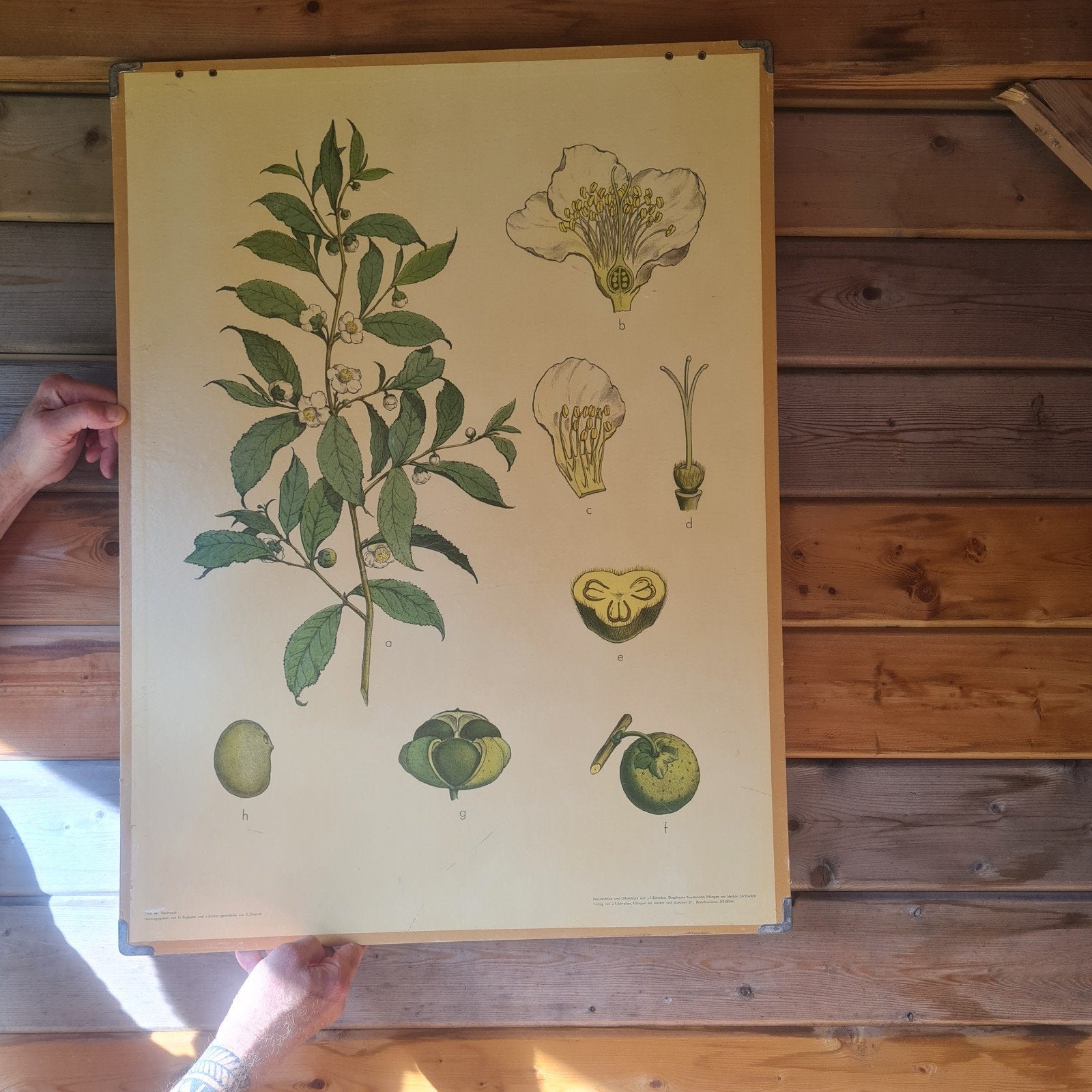 Vintage Botanische Schoolplaat - Theeplant, Ophalen