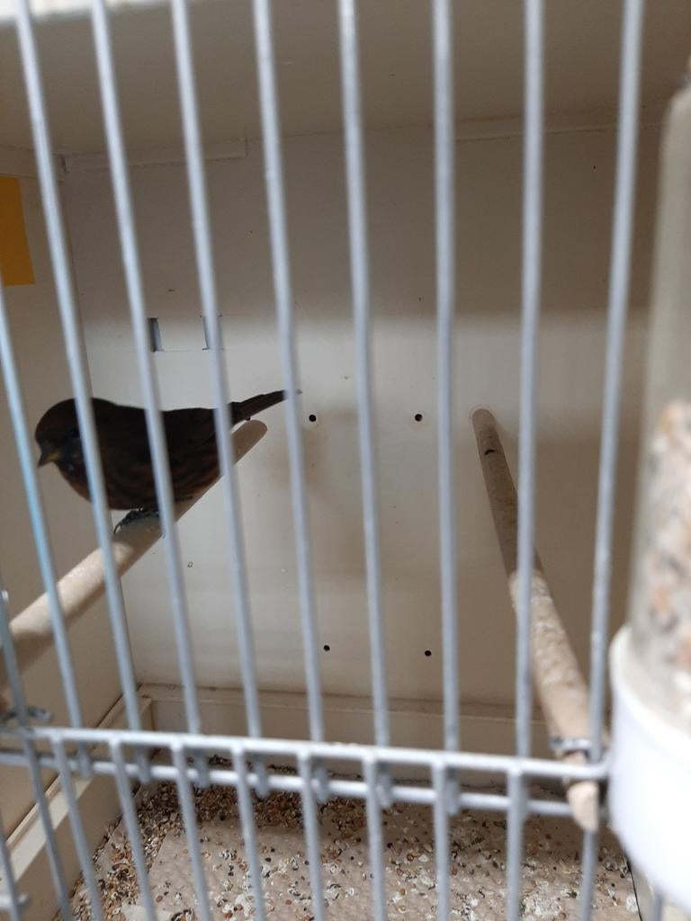 Tt kobalt barmsijs, Mannelijk, Wildzangvogel