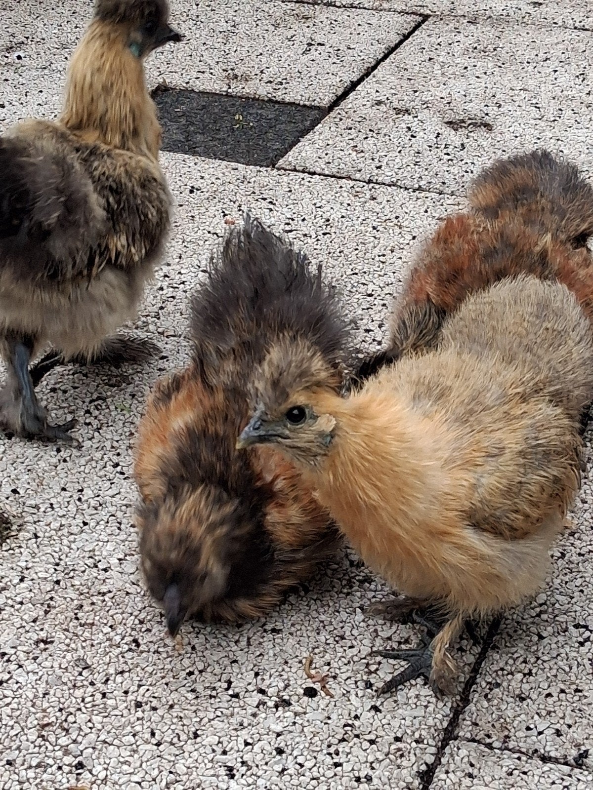 3 kippen van drie maanden gratis zie foto's en beschrijving