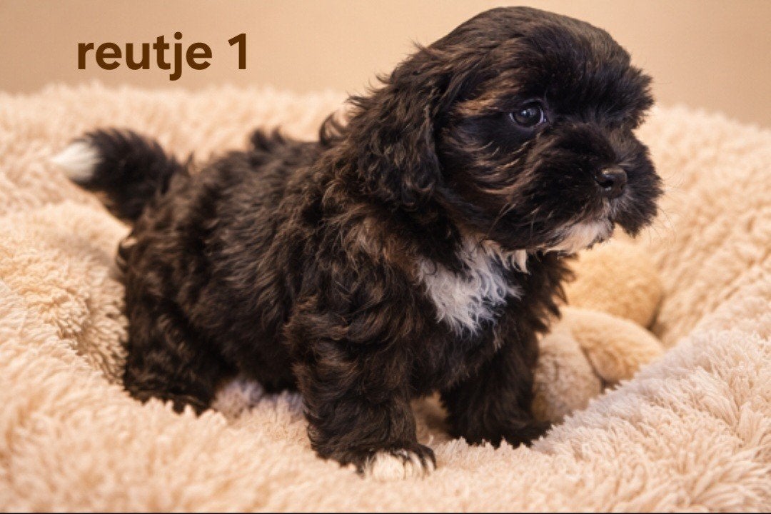 Super mooie gezonde boomer pups. maltezer maal shih tzu, Overige rassen, 8 tot 15 weken, CDV (hondenziekte), Meerdere