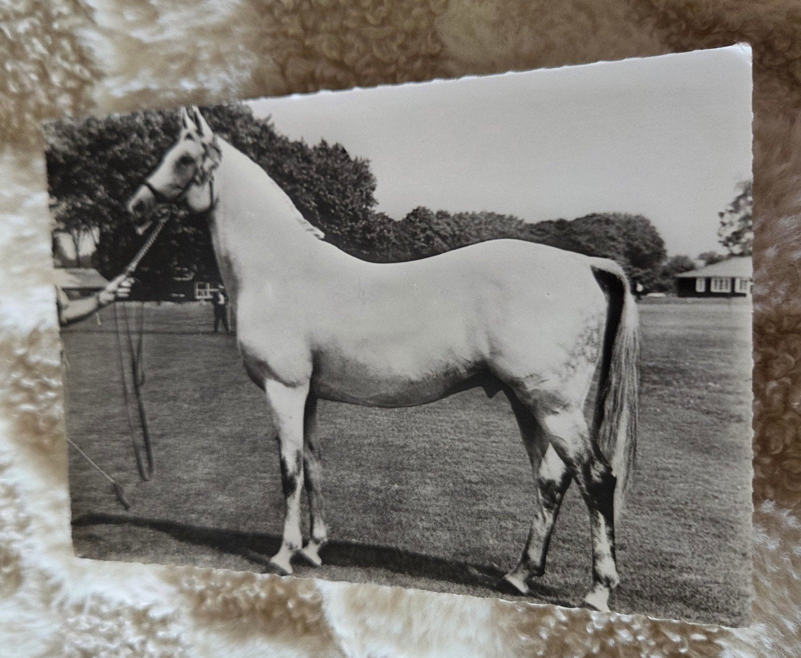 Vintage ansichtkaart van een Anglo-Arabische hengst, Verzamelen, Verzenden, 1960 tot 1980, Gelopen, Paard