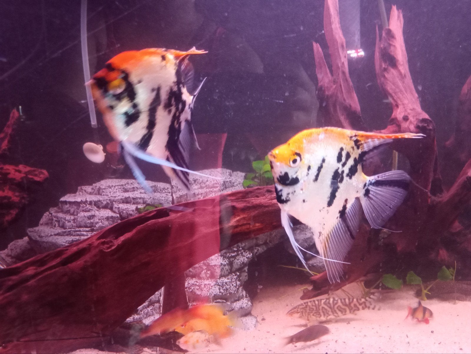 2 grote maanvis mannen, Dieren en Toebehoren, Vissen | Aquariumvissen, Vis