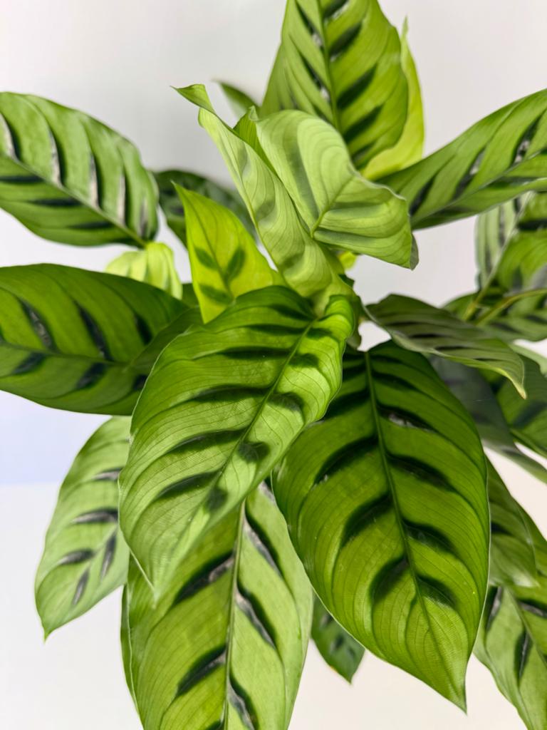 Calathea Leopardina - P17, Overige soorten, In pot, Minder dan 100 cm, Groene kamerplant