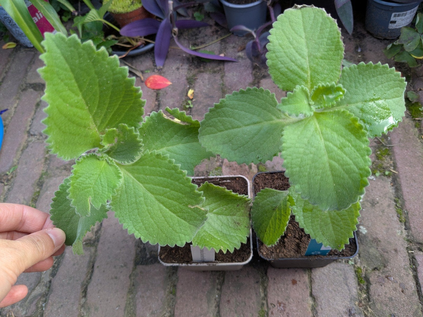 Cubaanse oregano (vijf in een kruid) moestuin kruid, Ophalen, Volle zon
