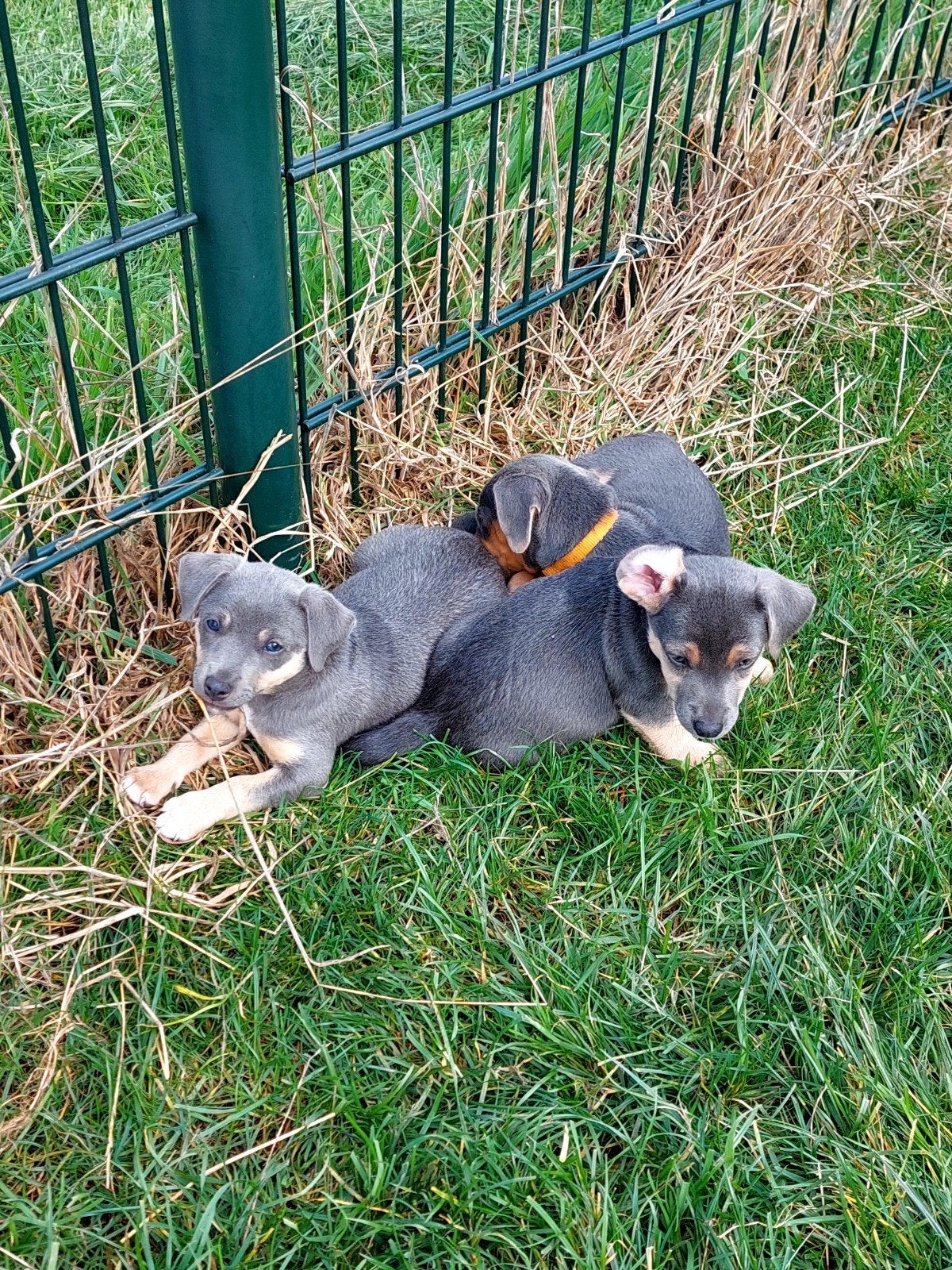Jack Russel Terriër pups, Jack Russell Terriër, 8 tot 15 weken, CDV (hondenziekte), Meerdere