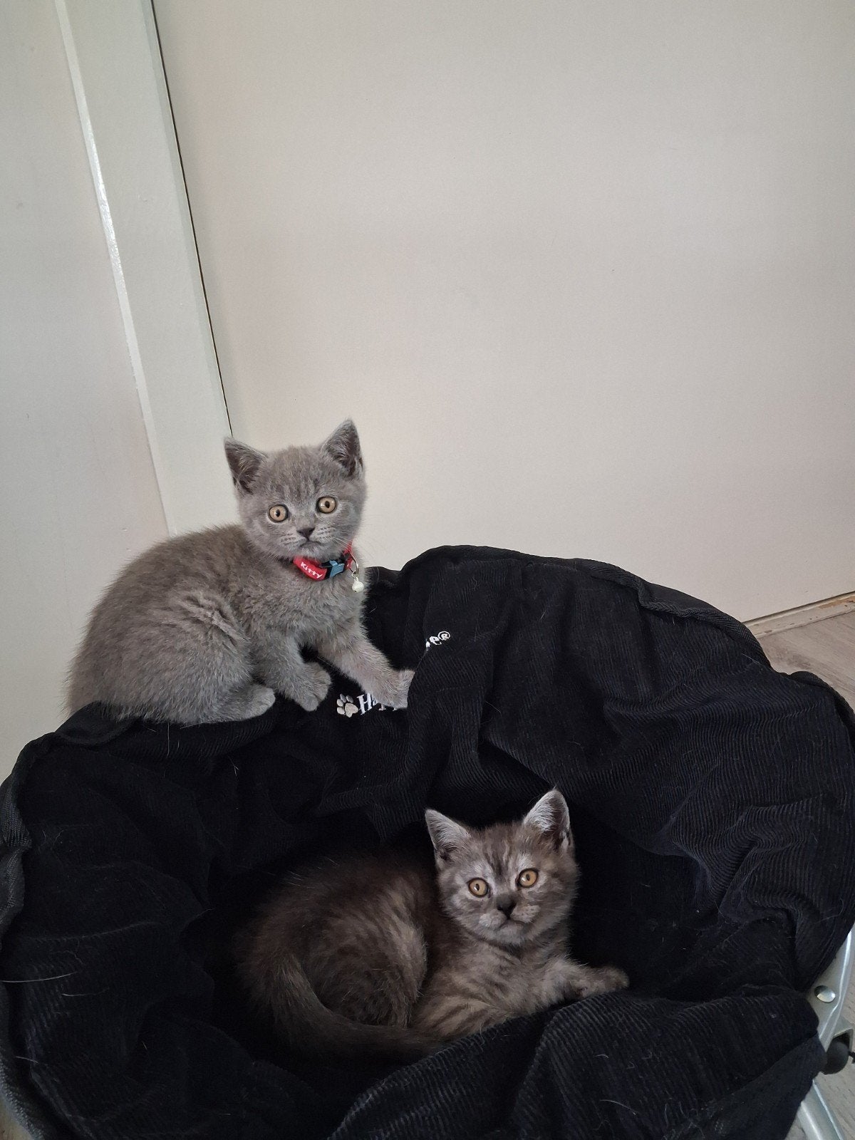 Britse korthaar kittens. Ingeënt, gechipt & ontwormd, Meerdere dieren, Gechipt