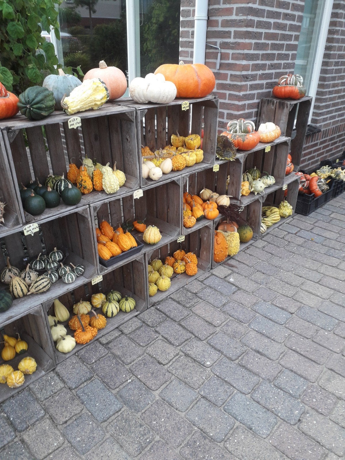 Mooie kalebassen, pompoenen en sierfruit,  zie omschrijving, Ophalen