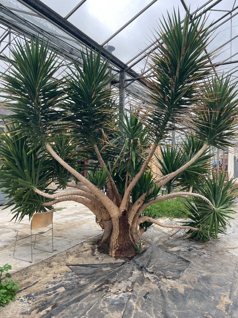 Unieke meerstammige Yucca - 3,5 meter hoog, Tuin en Terras, Volle zon, Vaste plant, Bloeit niet, Ophalen