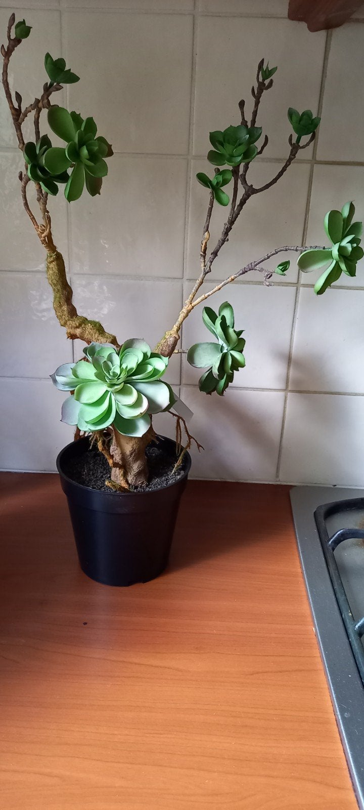 kunst vetplant, Bruin, Kunstplant, Nieuw, Ophalen of Verzenden