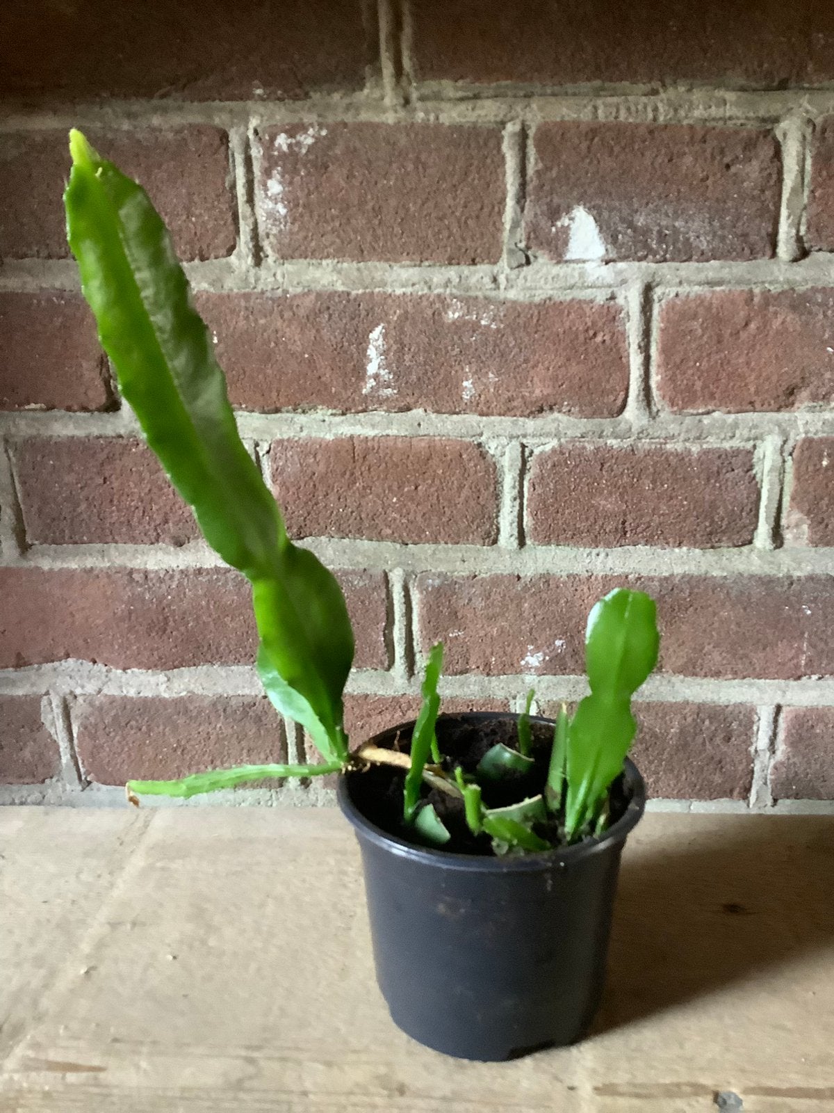 Bladcactus kamerplant, Ophalen of Verzenden, Halfschaduw, Minder dan 100 cm