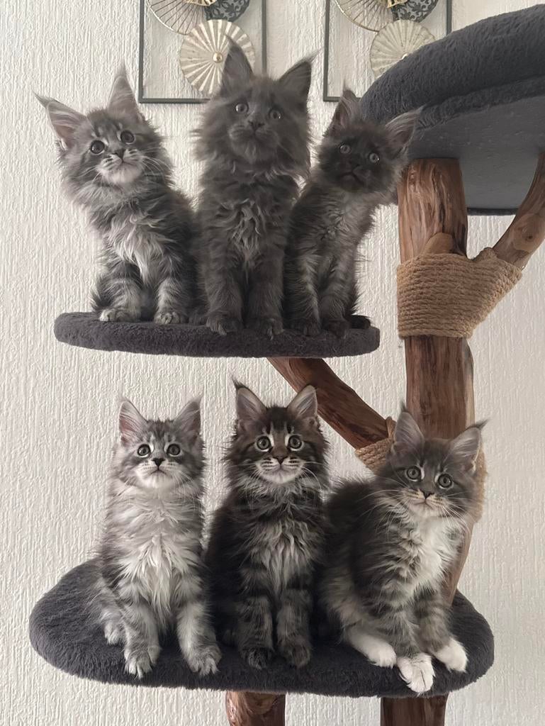 Maine coon kittens, Meerdere dieren, Ontwormd, 0 tot 2 jaar