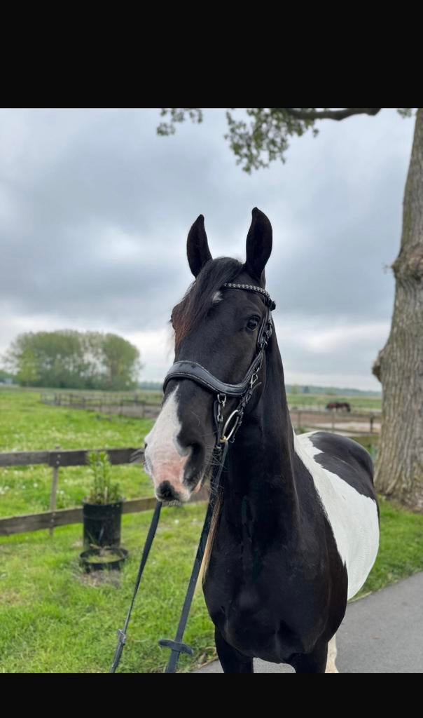🌟Barock pinto ruin🌟, Met stamboom, Ruin, Dressuurpaard, 3 tot 6 jaar