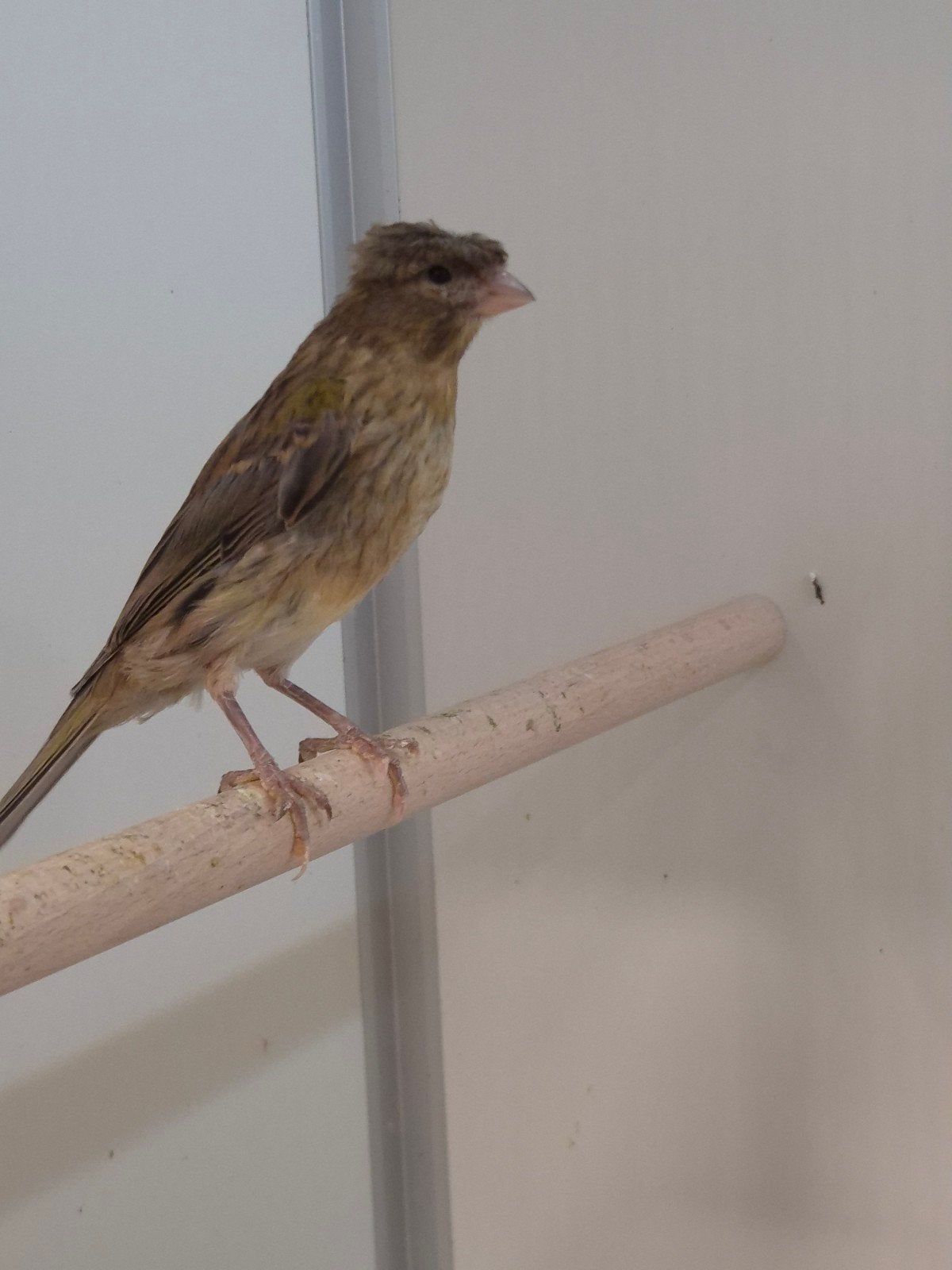 Ruime keuze jonge kanaries, Dieren en Toebehoren, Vogels | Kanaries, Meerdere dieren, Kleurkanarie